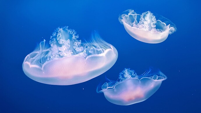 alain-frechette_jellyfish-min