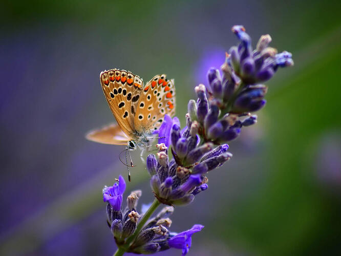 butterfly