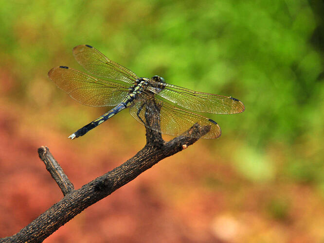 dragonfly