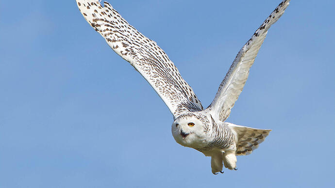 Snow Owl