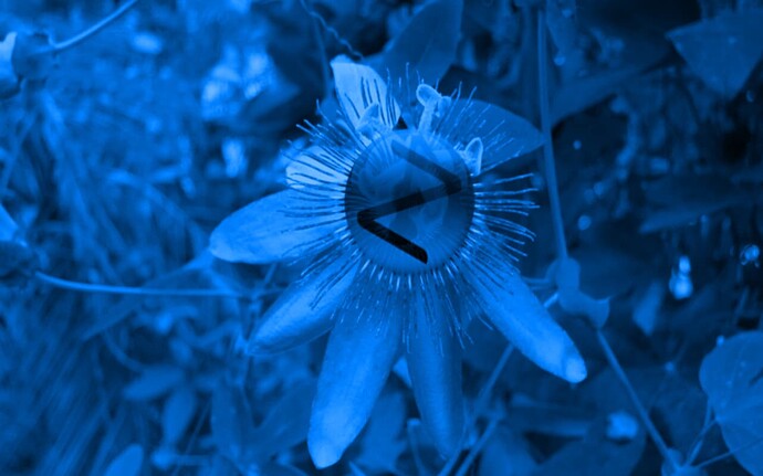 Zorin Blue Passion Flower