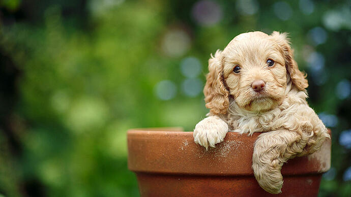 Pup in Pot