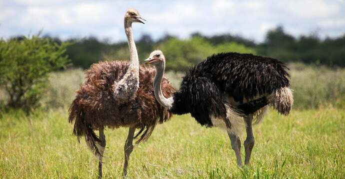 Dreams-about-Ostrich-50-Types-Their-Interpretations