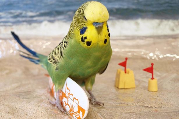 Budgie-in-a-dress_0007