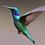 Violetear